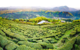 2022年漢中仙毫新茶開采 拉開陜西春茶上市序幕縮略圖 2022年漢中仙毫新茶開采 拉開陜西春茶上市序幕縮略圖